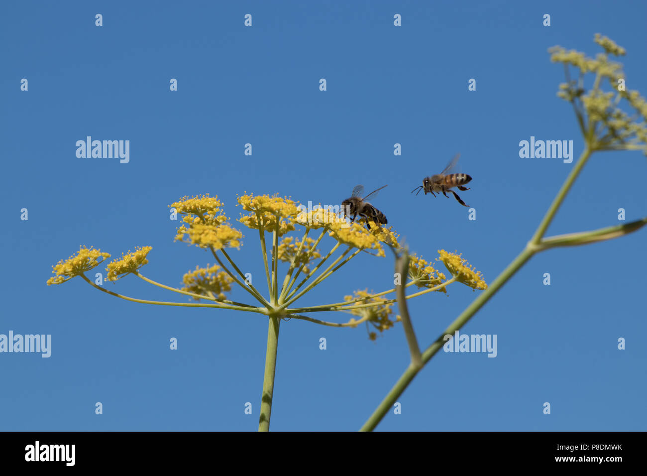 Le api da miele impollinano i fiori di finocchio. Foto Stock