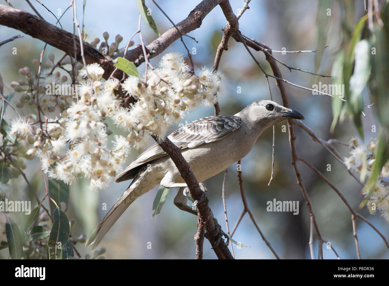 Grande Bowerbird (Chlamydera nuchalis) appollaiato in un albero vicino a fiori bianchi, Cape York Peninsula, estremo Nord Queensland, FNQ, Australia Foto Stock