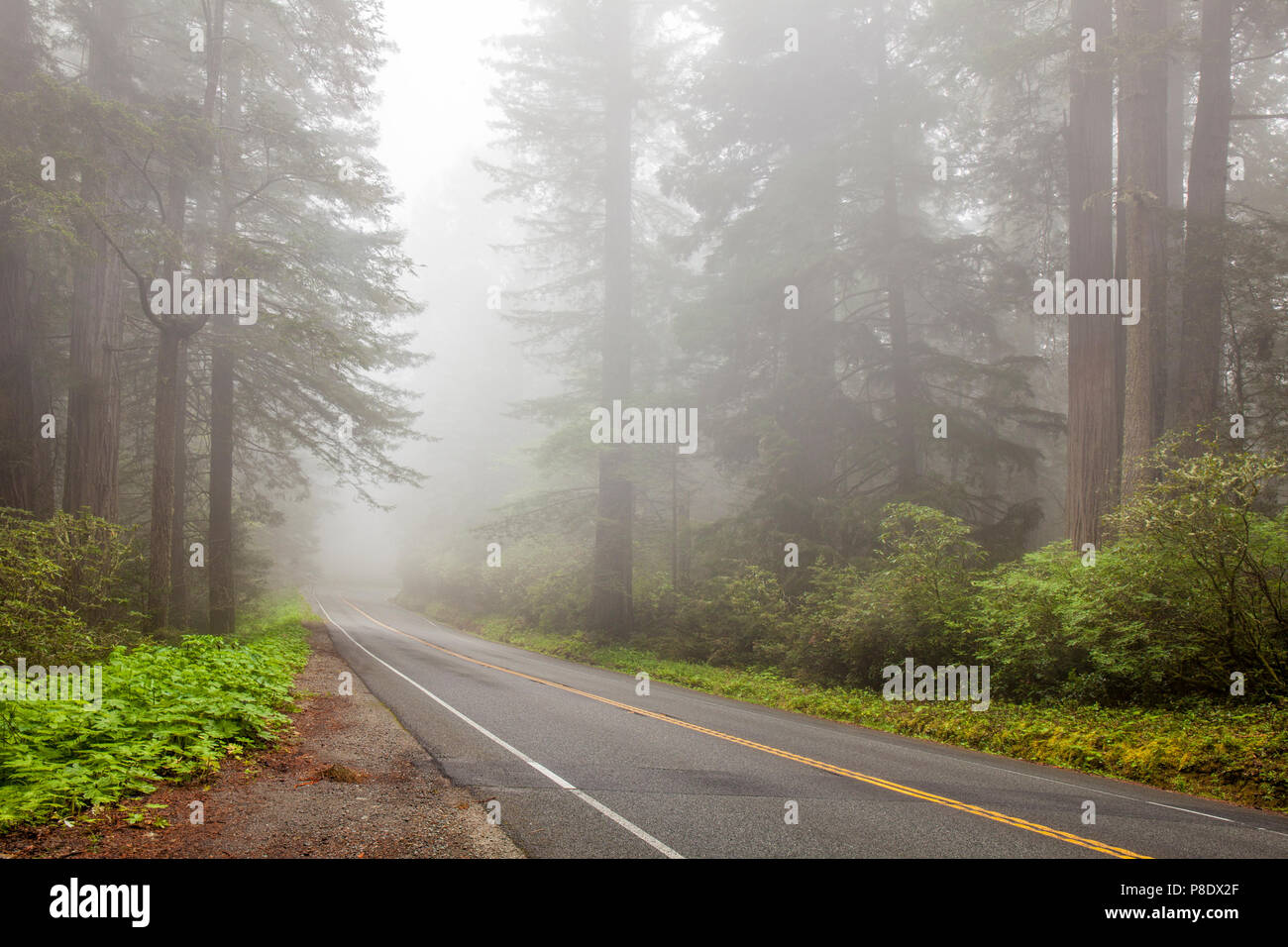 Nebbia mattutina avvolge una strada in California's Redwoods Park Foto Stock