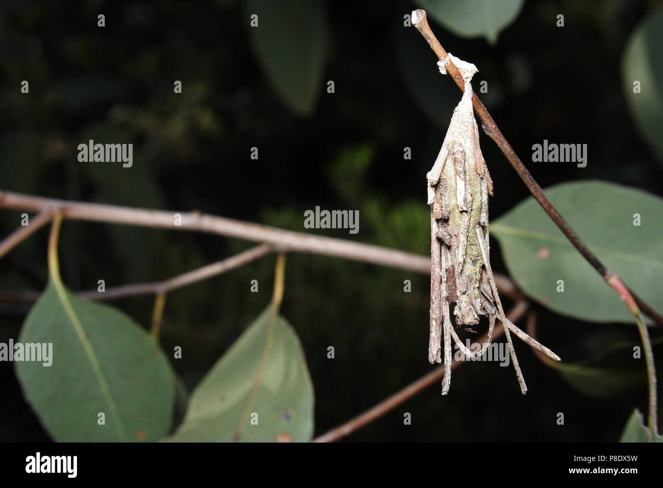 Caso Moth Cocoon Foto Stock