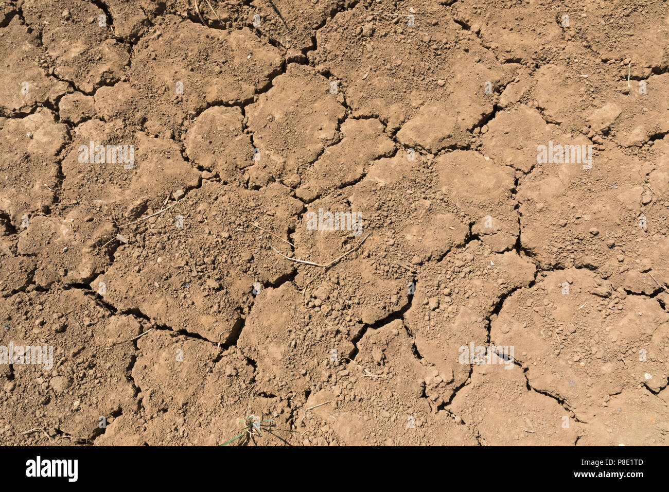 Condizioni di tempo asciutto in inglese estate ha causato il terreno per diventare così arida che presenta delle incrinature nella sua superficie. Foto Stock