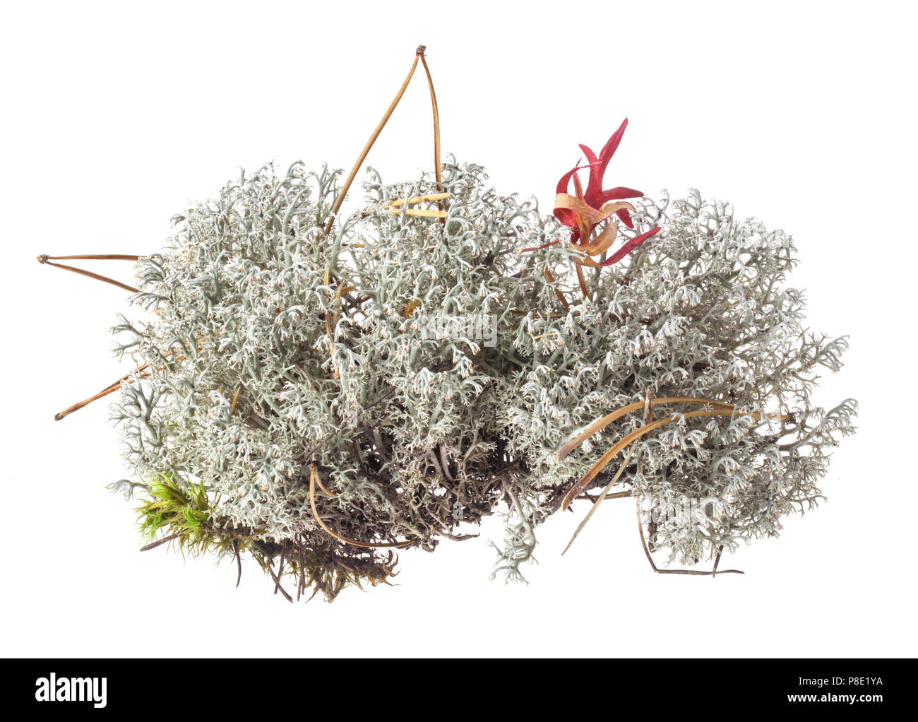 Licheni delle renne (Cladonia rangiferina) isolato su sfondo bianco Foto Stock