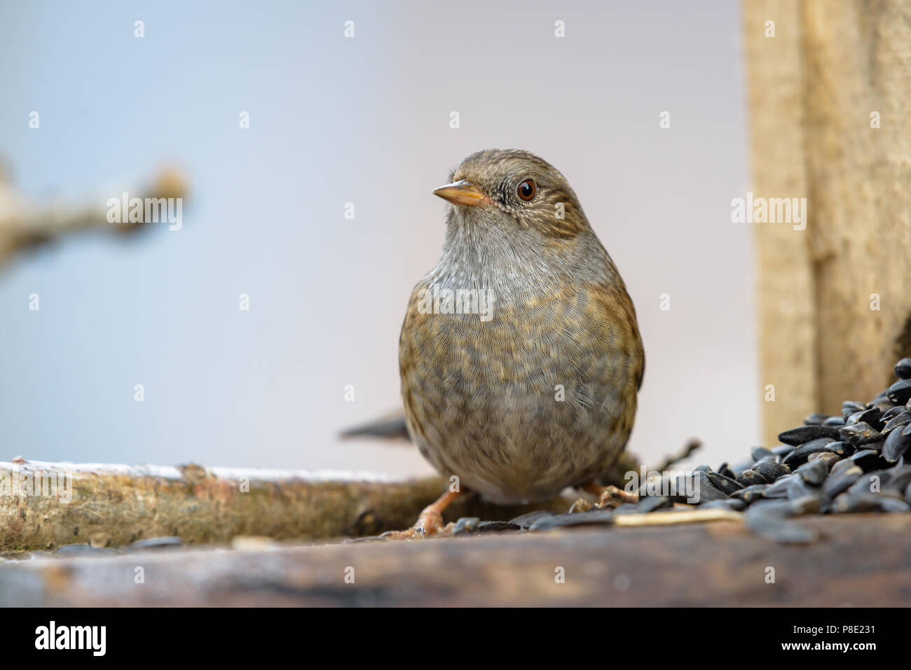 Un uccellino pone in Inghilterra settentrionale. Cumbria. Foto Stock