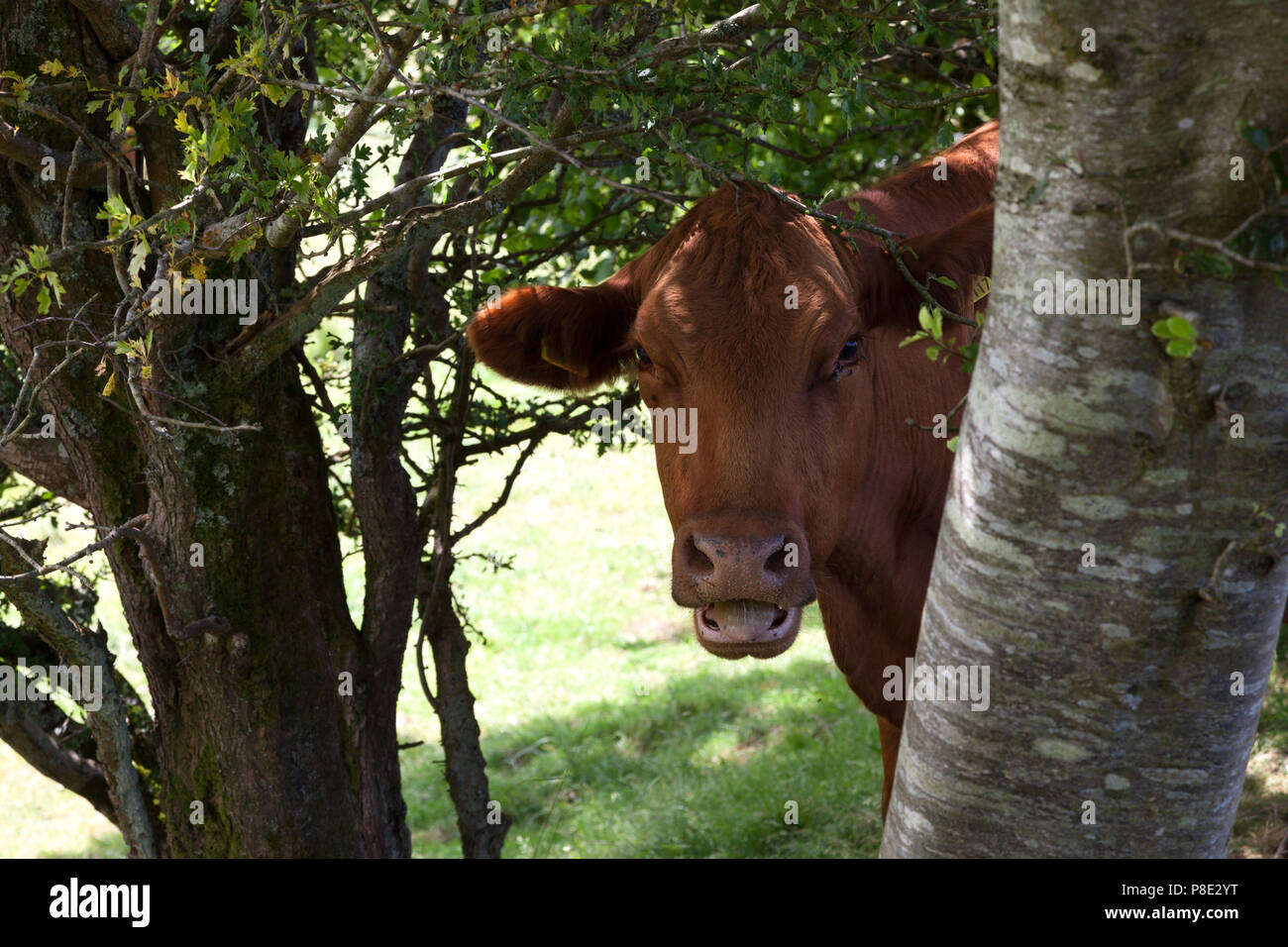 Sorridente mucca, Llanllyfni, Gwynedd Foto Stock