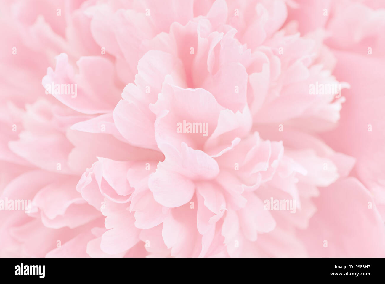 Petali di rosa con focus sfocata. Sfondo rosa Foto Stock