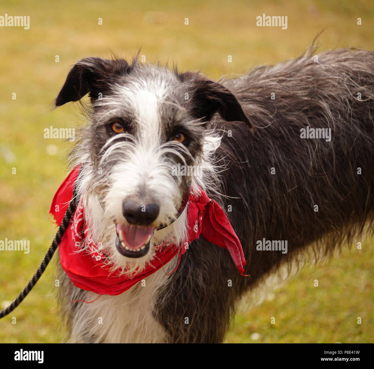 Bianco e Nero Tall Lurcher cane che indossa una bandana rossa Foto Stock