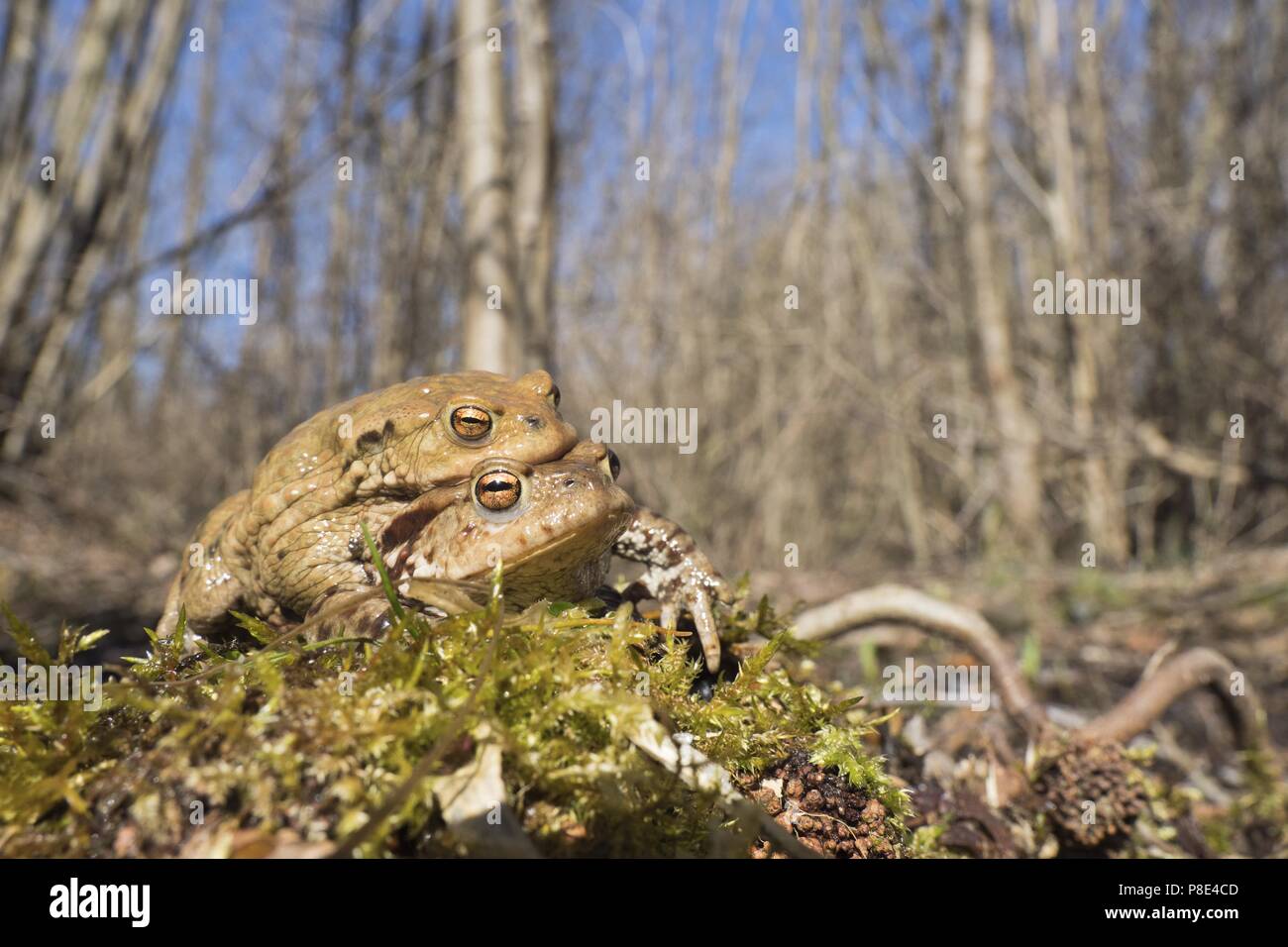 Toad migrazione (Bufo bufo), trasporta femmina maschio, Hesse, Germania Foto Stock