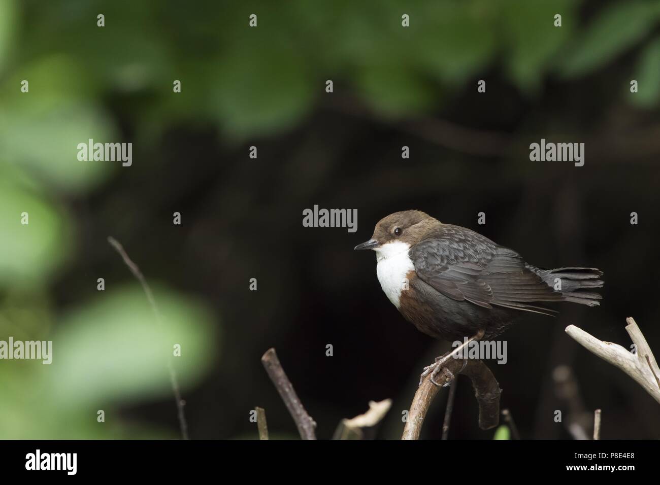 Bianco-throated bilanciere (Cinclus cinclus) sul ramo, Hesse, Germania Foto Stock