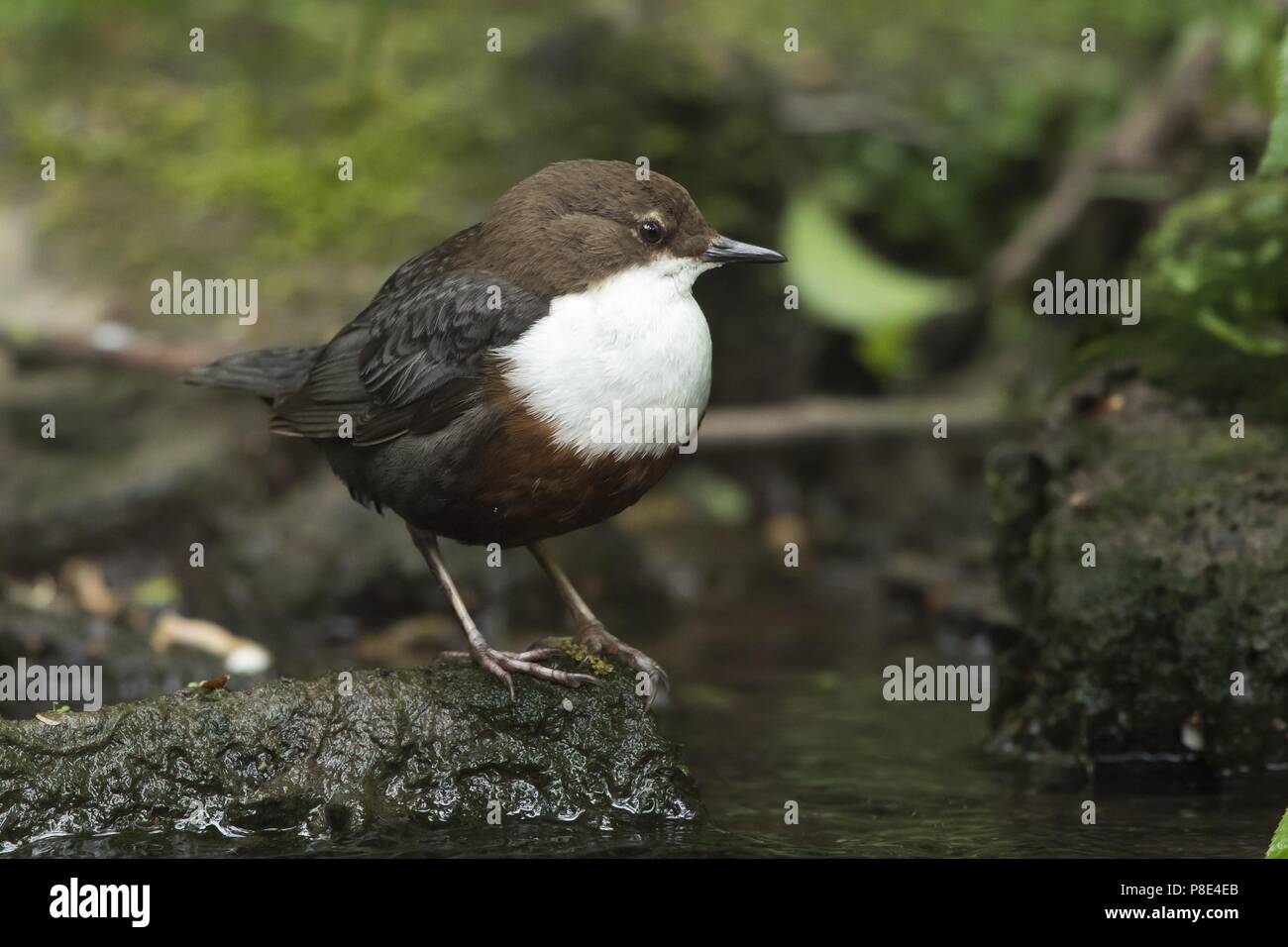 Bianco-throated bilanciere (Cinclus cinclus) permanente sulla pietra, Hesse, Germania Foto Stock
