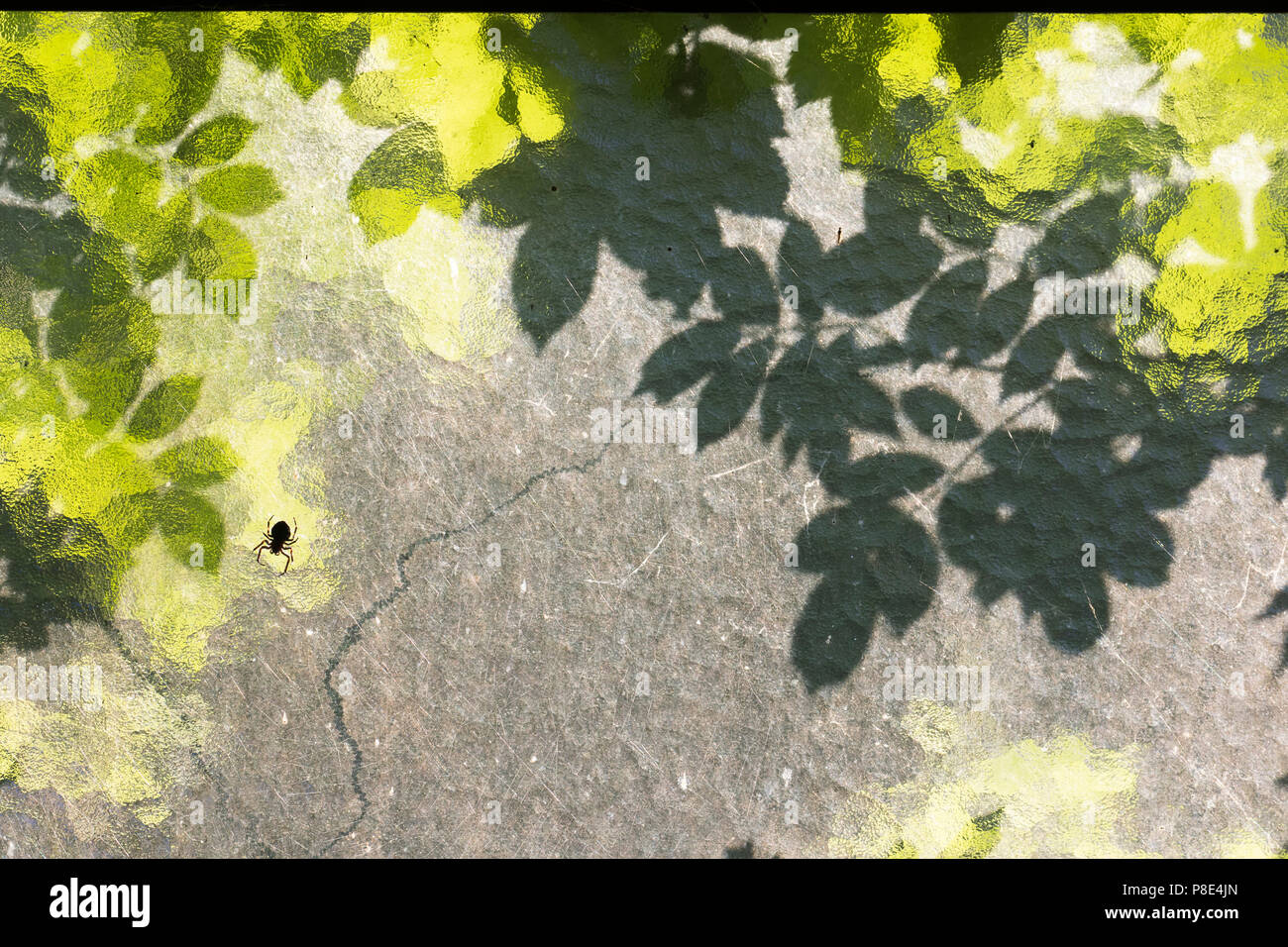 Silhouette di un giardino europeo spider (Araneus diadematus) nella parte anteriore della finestra con foglie di rosa (Rosa), Hesse, Germania Foto Stock