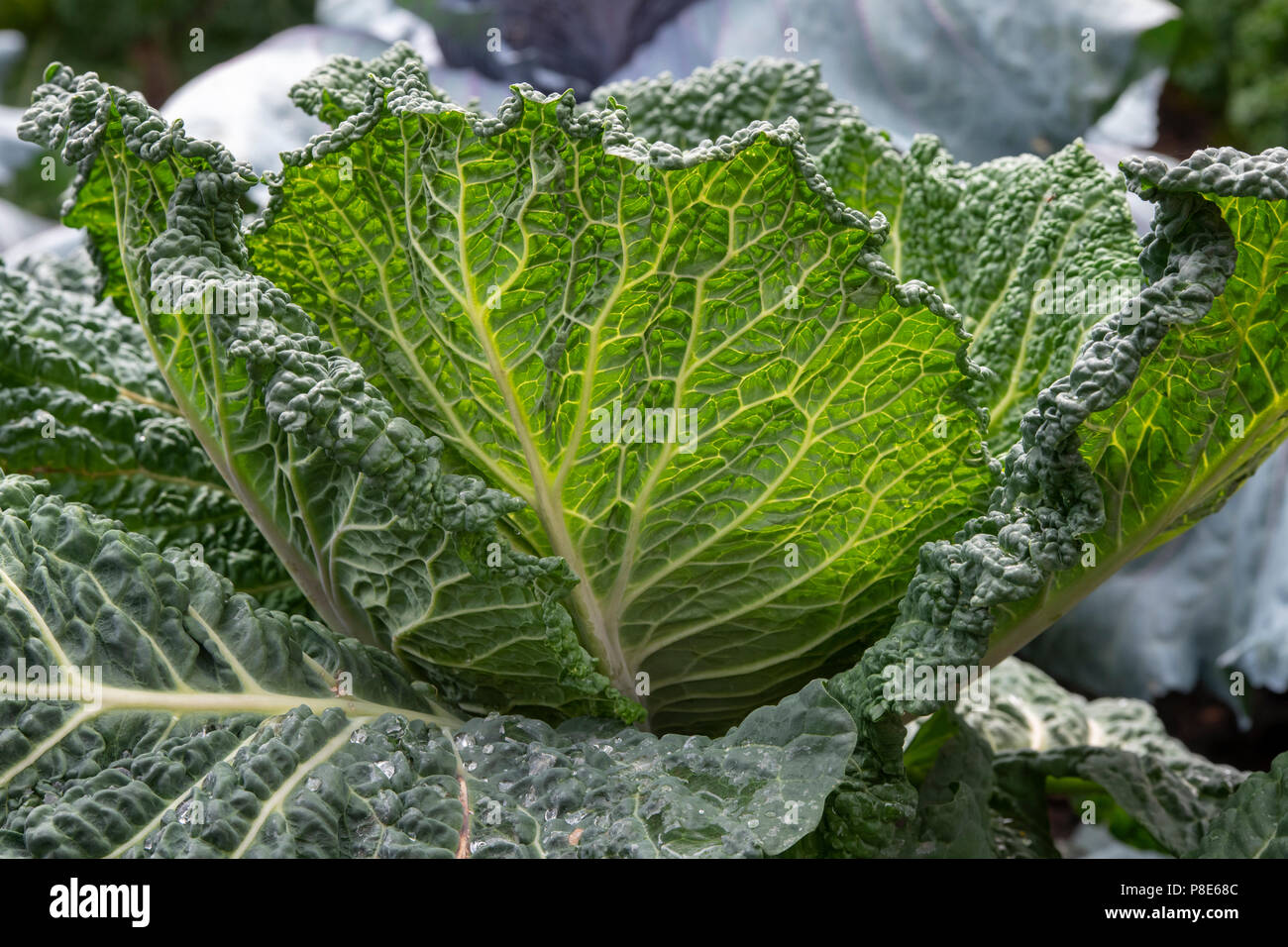 Brassica oleracea . Cavolo 'Serpentine'. Cavoli cappucci e verzotti che cresce su un display vegetale ad RHS Hampton Court flower show 2018. Londra Foto Stock
