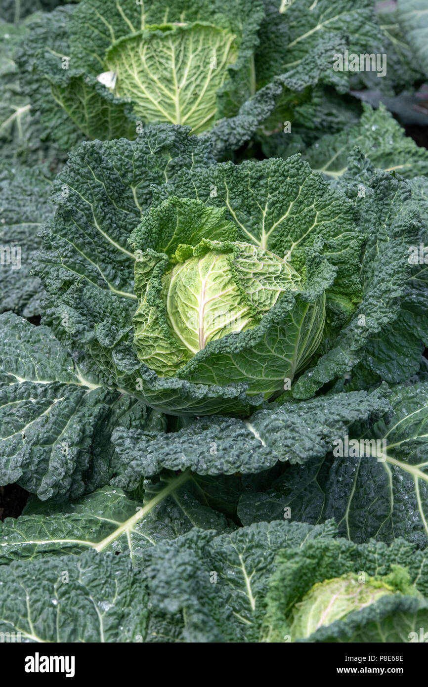 Brassica oleracea . Cavolo 'Serpentine'. Cavoli cappucci e verzotti che cresce su un display vegetale ad RHS Hampton Court flower show 2018. Londra Foto Stock