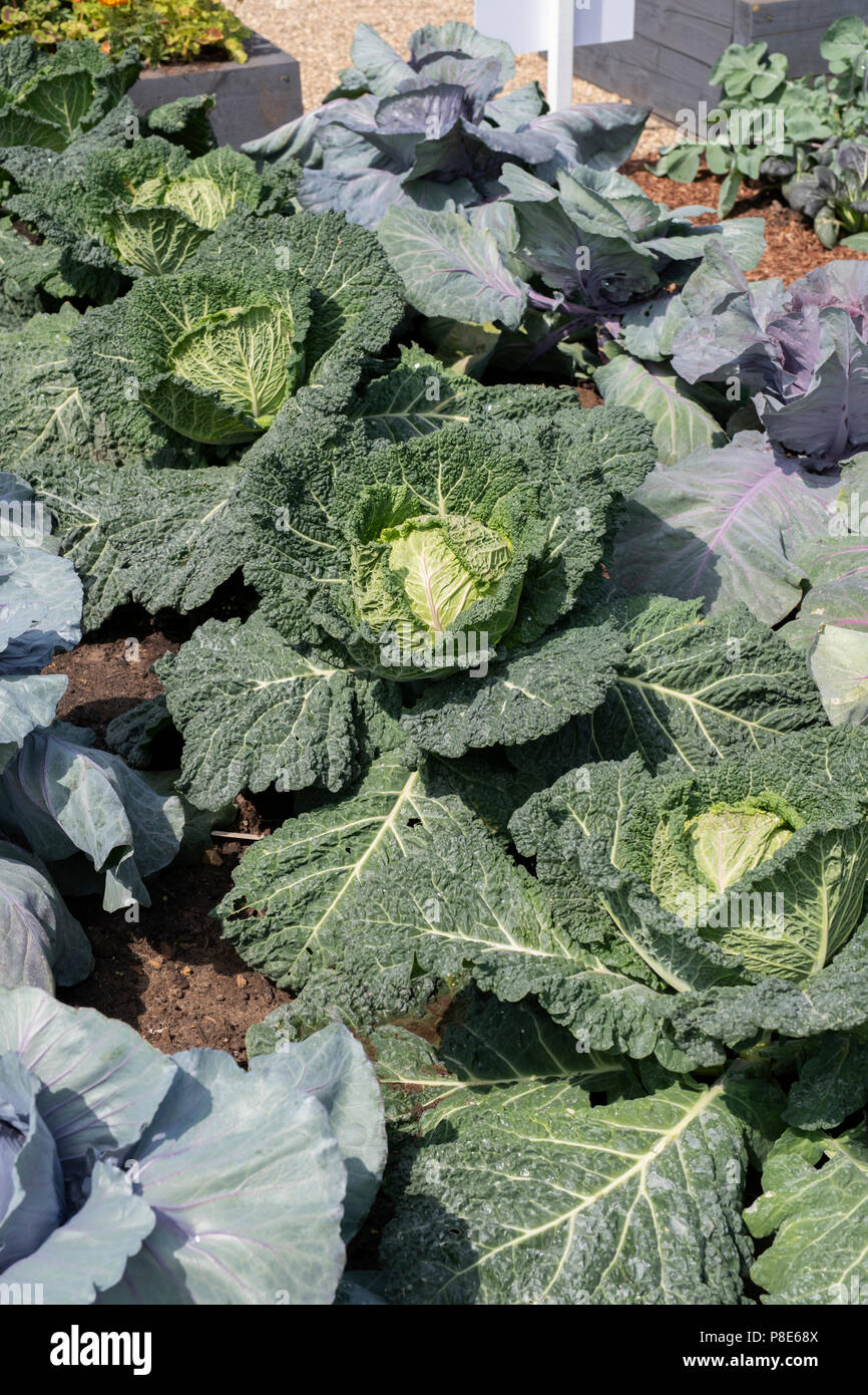 Brassica oleracea . Cavolo 'Serpentine'. Cavoli cappucci e verzotti che cresce su un display vegetale ad RHS Hampton Court flower show 2018. Londra Foto Stock