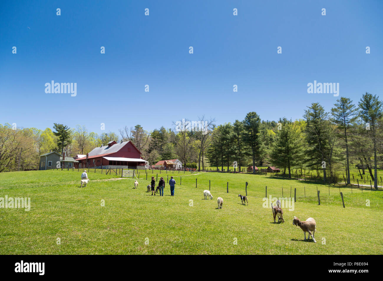 Primavera a Carl Sandburg allevamento di capre , un sito storico nazionale, Flat Rock, North Carolina, STATI UNITI D'AMERICA Foto Stock