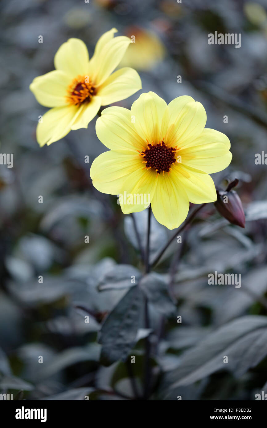 Dahlia Mystic illusione Knockout (Dahlia Mystic sun, Dahlia Mystic illusione) close-up di giallo pallido fiori e bocciolo Foto Stock