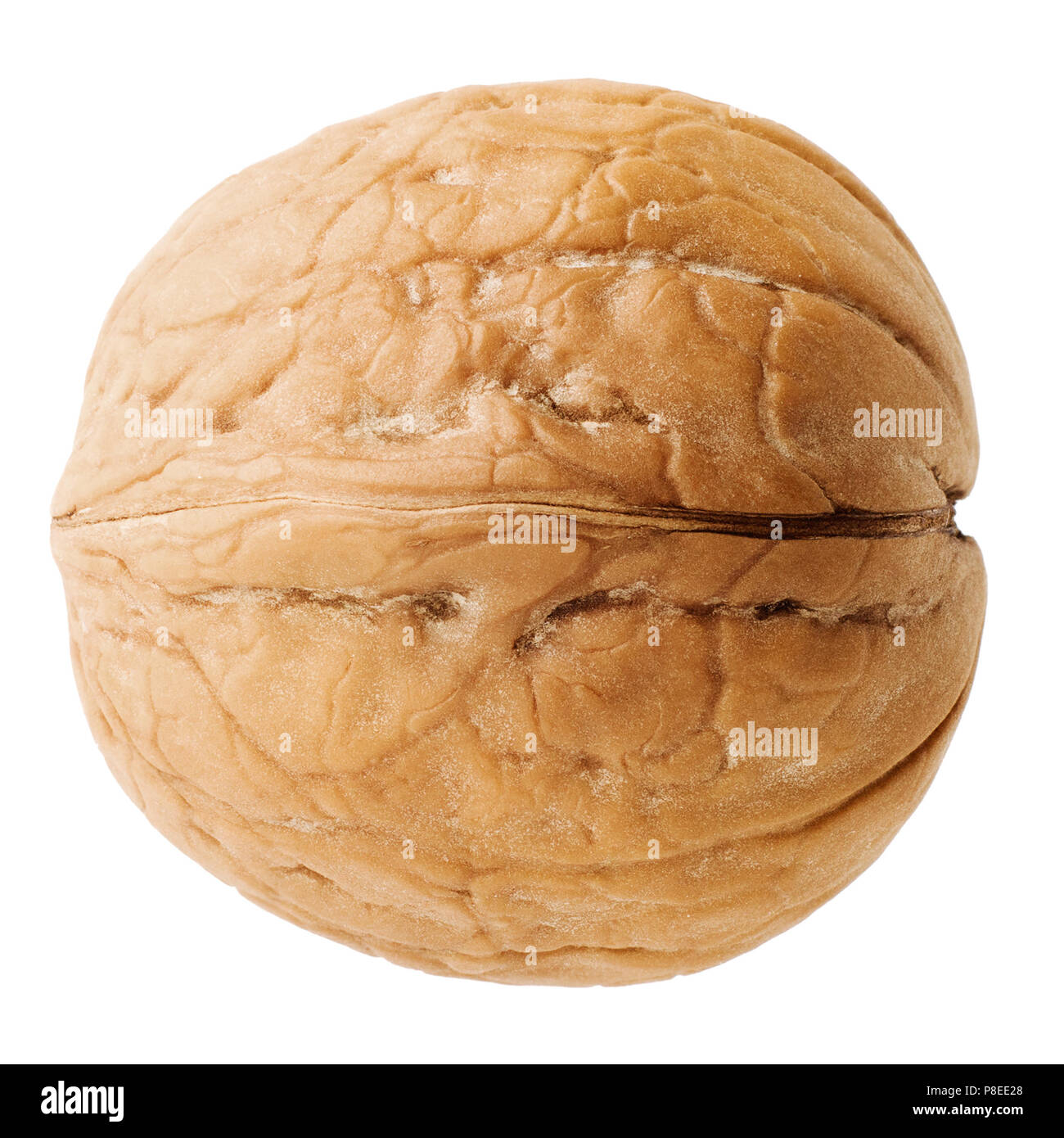 Noce closeup su sfondo bianco, isolato Foto Stock