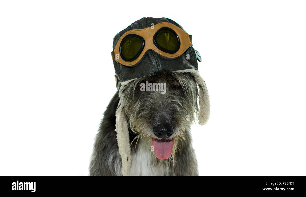 Simpatico cane nero INDOSSANDO UN AVIATORE HAT isolato su sfondo WHOTE. HORIZOLTAL STUDIO SHOT con spazio di copia Foto Stock