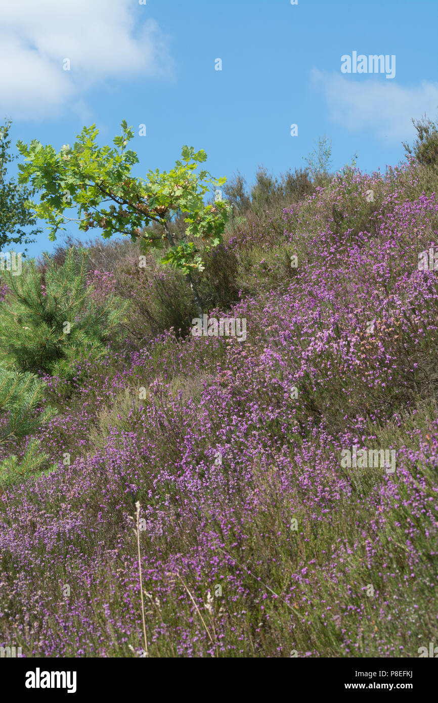 Viola bell heather durante l'estate nel Surrey, Regno Unito Foto Stock