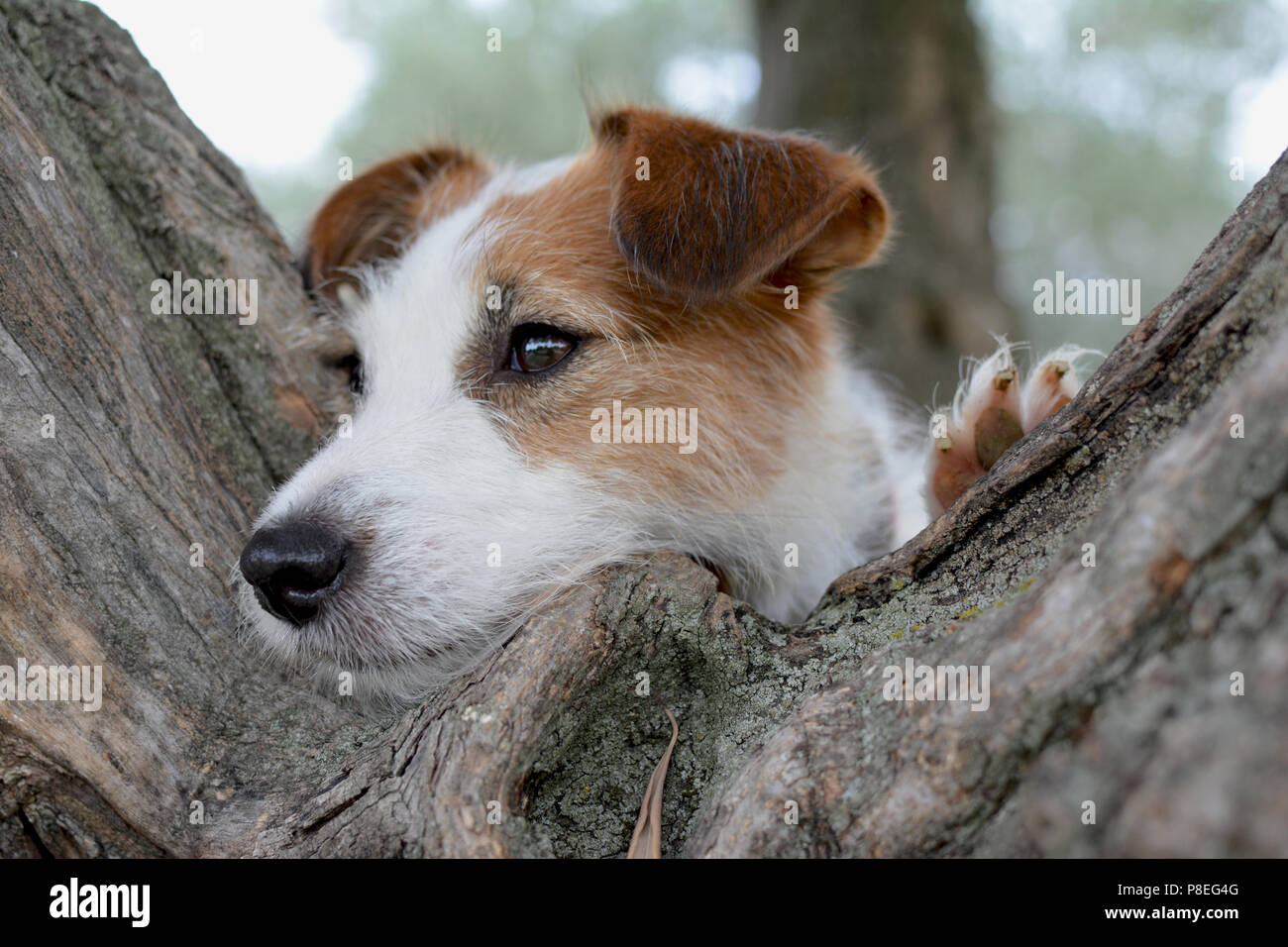 ADORABLE Jack Russell cane sollevamento su un albero appoggiato verde sfondo bokeh ritratto Foto Stock