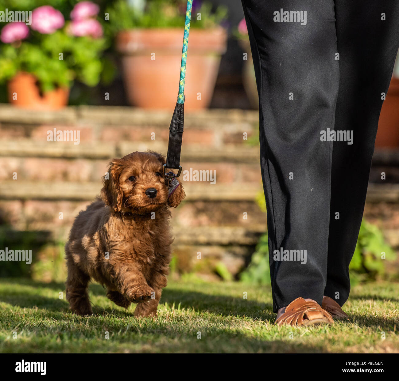 Un rosso giovane cucciolo Cockapoo essere giocoso in suoi proprietari giardino nel suo giardino dei proprietari Foto Stock