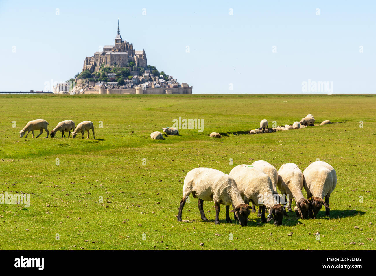 Un gregge di pecore al pascolo sul sale prati vicino al Mont Saint Michel isola di marea sotto una summer blue sky. Foto Stock