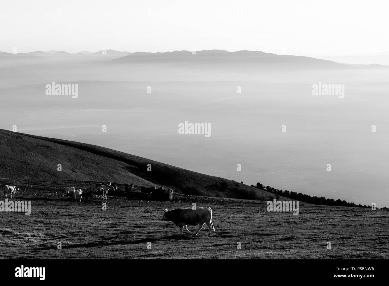 Alcune mucche e cavalli che pascolano su una montagna al tramonto, con la nebbia sulla valle sottostante Foto Stock