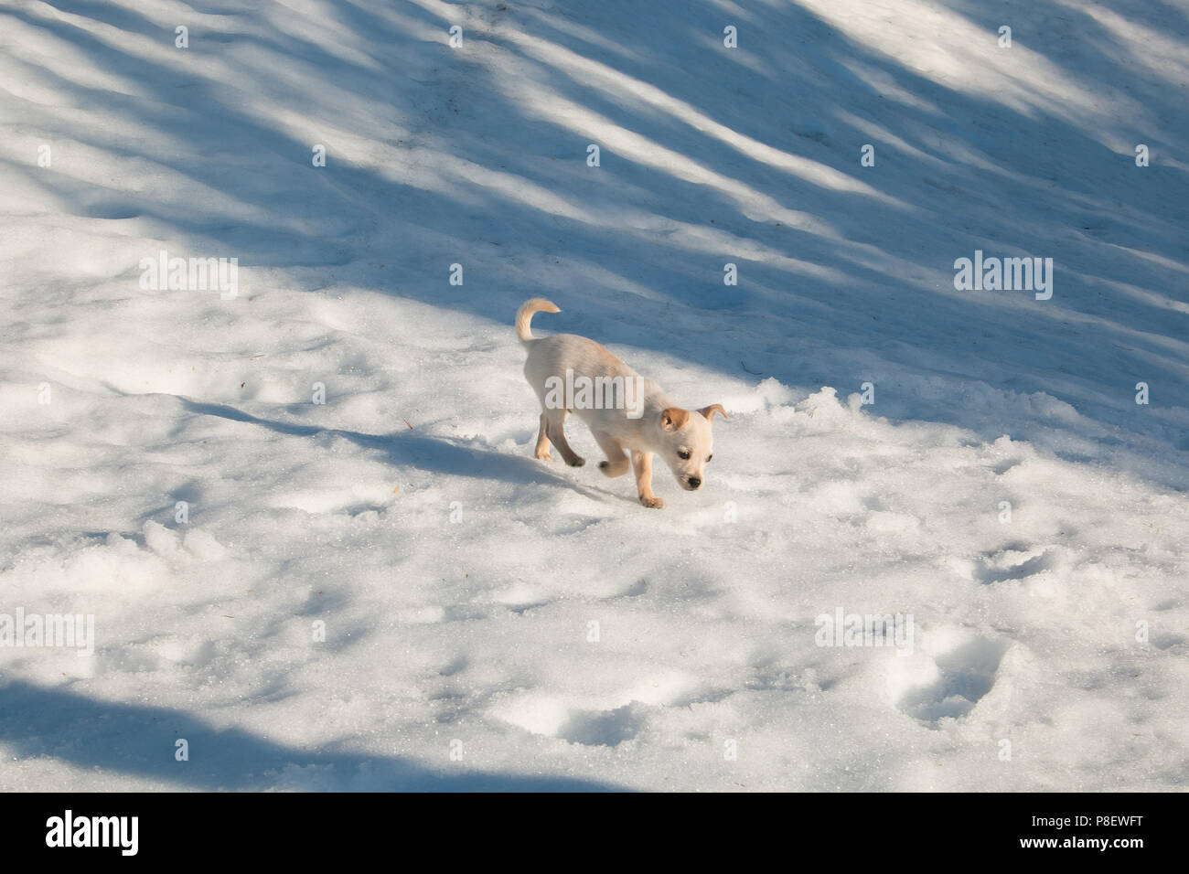 Ritratto di simpatici baby cucciolo di cane a camminare nella neve Foto Stock