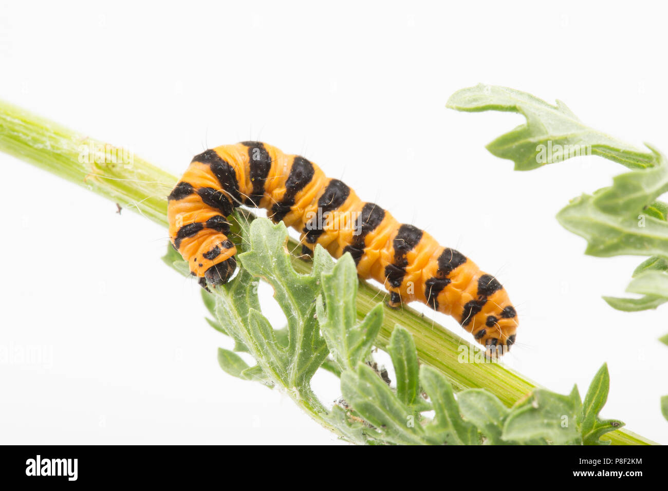 Un singolo cinabro moth caterpillar, Tyria jacobaeae, fotografata in uno studio su uno sfondo bianco alimentazione su erba tossica, Jacobaeae vulgaris. Nord Dors Foto Stock