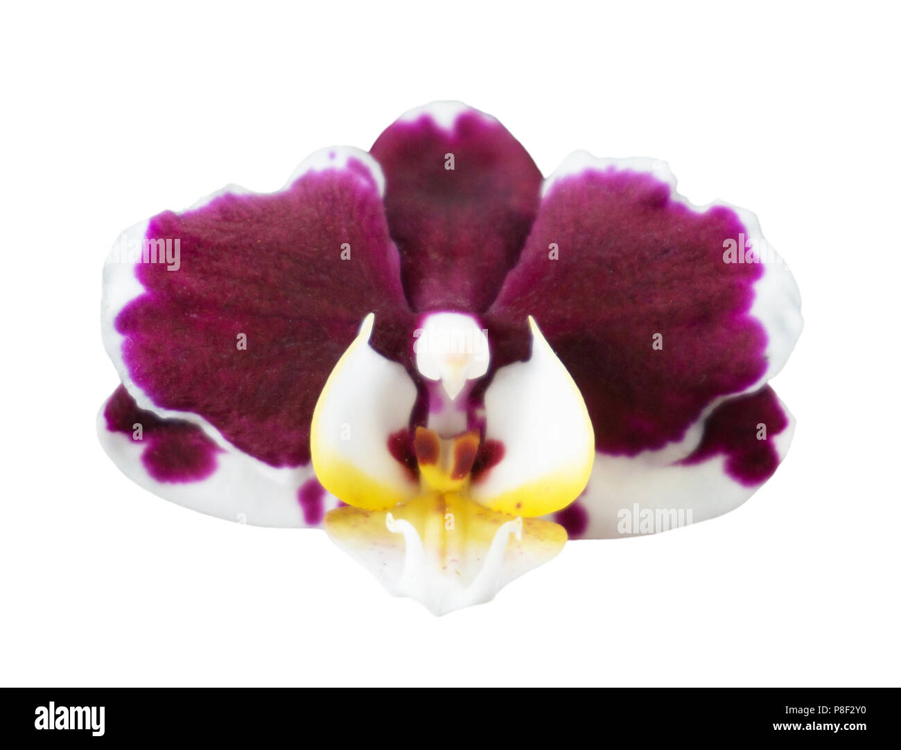 Orchird fiore isolato su bianco Foto Stock