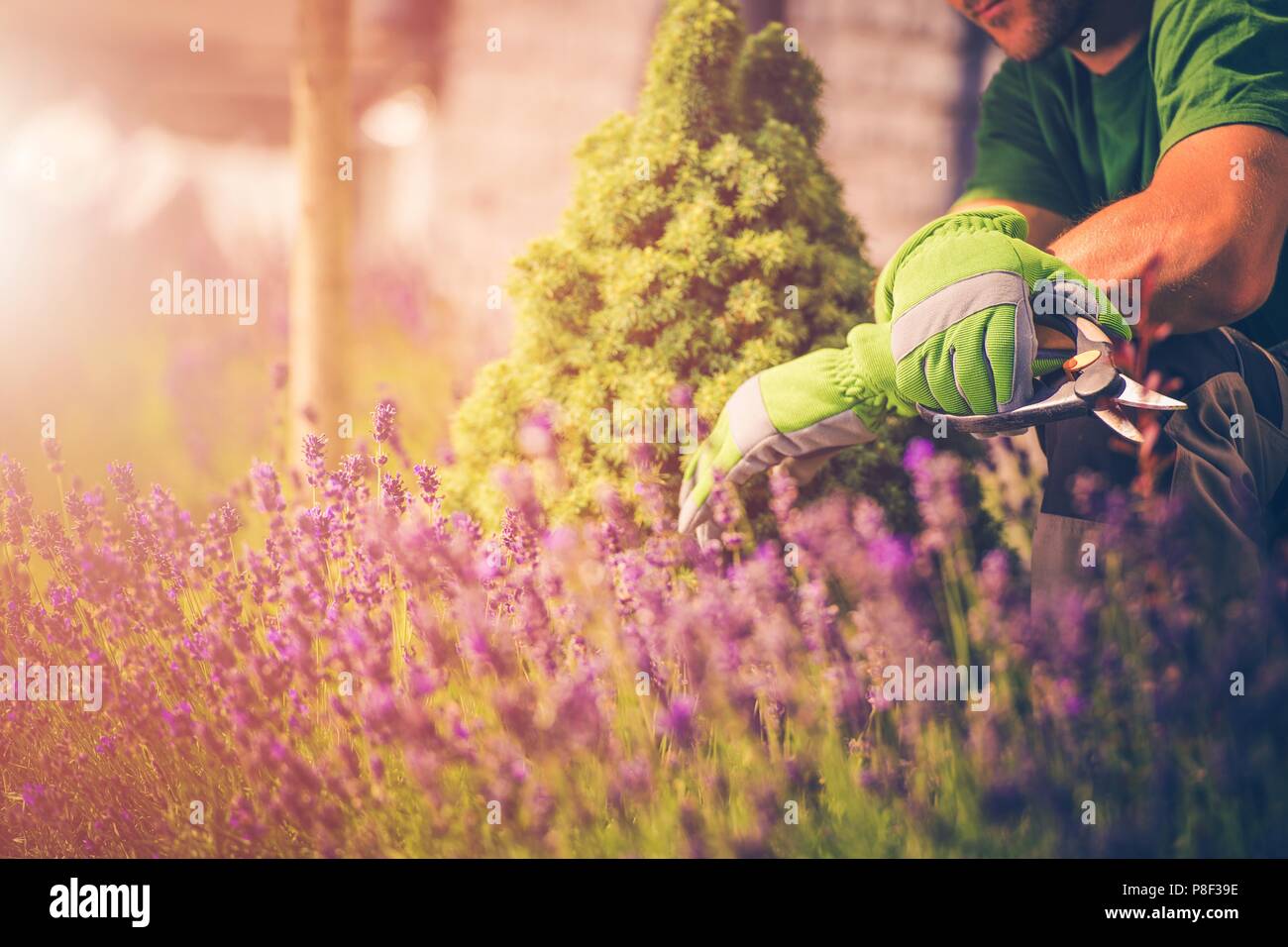 Il mio bellissimo giardino estivo. Giardiniere con piccole forbici godendo il momento tra fiori di erica. Fioritura Calluna vulgaris. Foto Stock