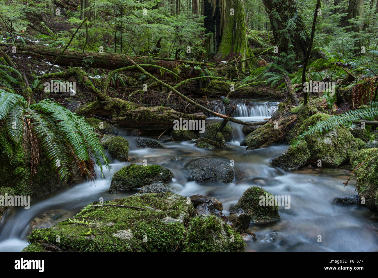 Un muschio verde sentiero conduce nella foresta illuminata dai raggi del sole Foto Stock