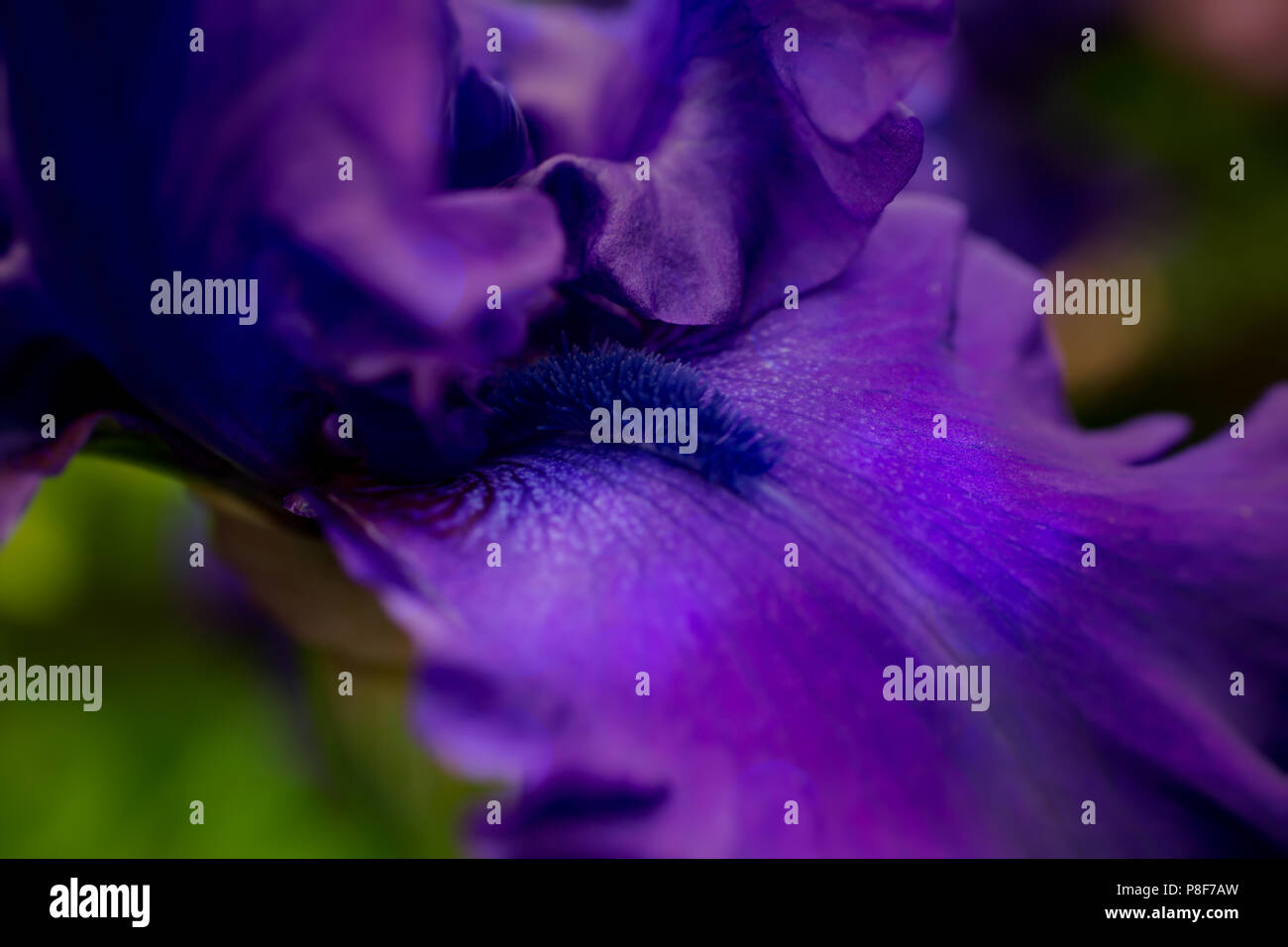 Close up di un tedesco di Iris fiore con bokeh e soft focus. Foto Stock