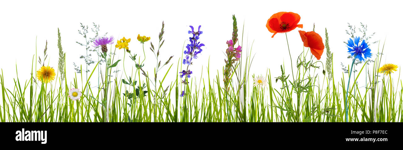 Colorati prati fioriti su sfondo bianco Foto Stock