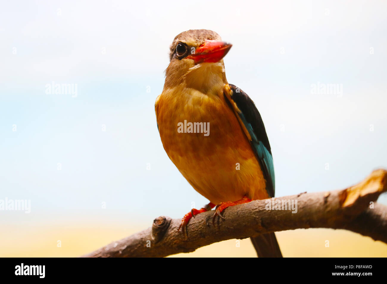 Marrone-incappucciati kingfisher (halcyon albiventris) con un lungo becco rosso seduto su un ramo Foto Stock