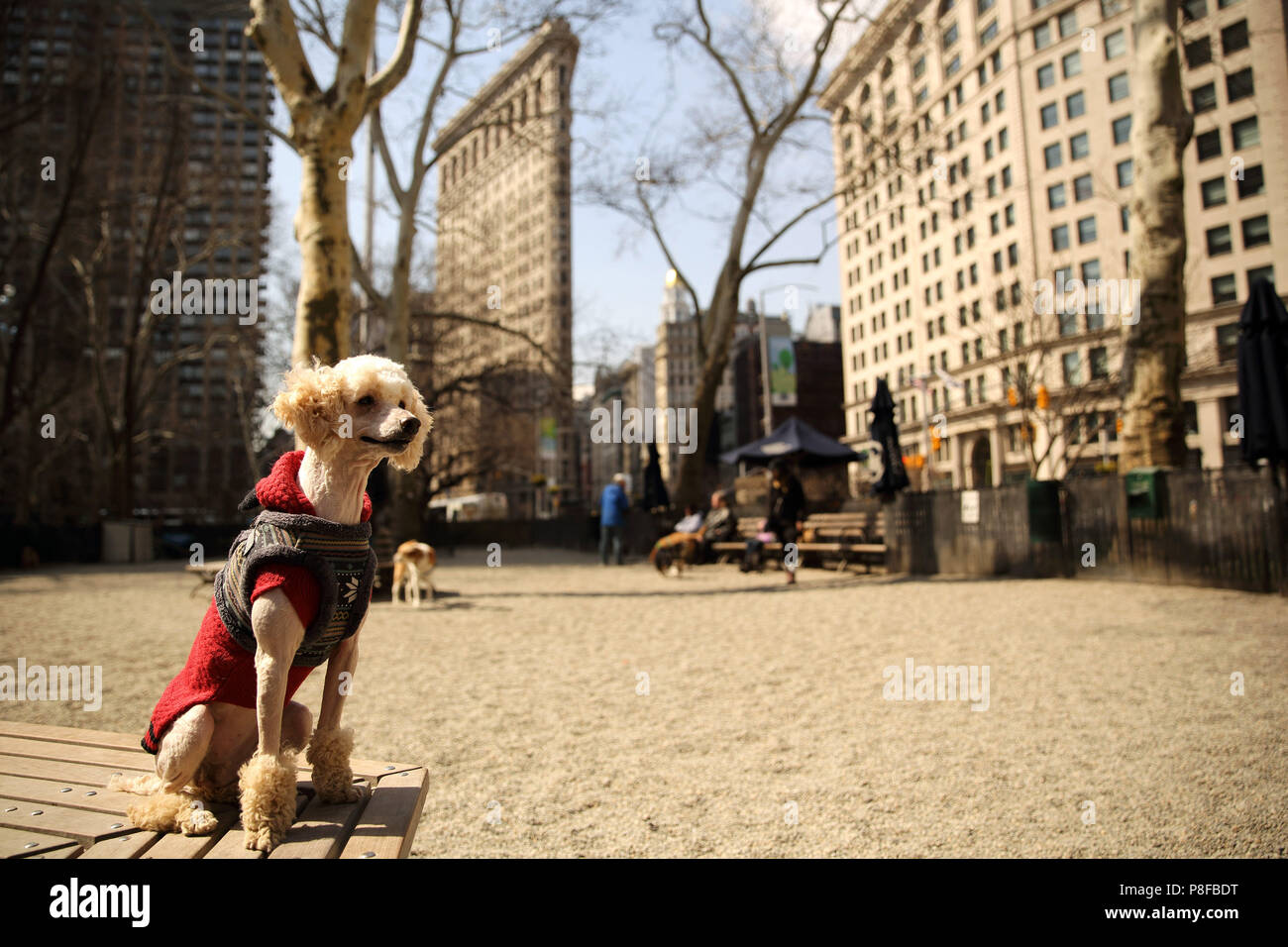 Barboncino seduta sul banco, Madison Square Park, Manhattan, New York, America, STATI UNITI D'AMERICA Foto Stock