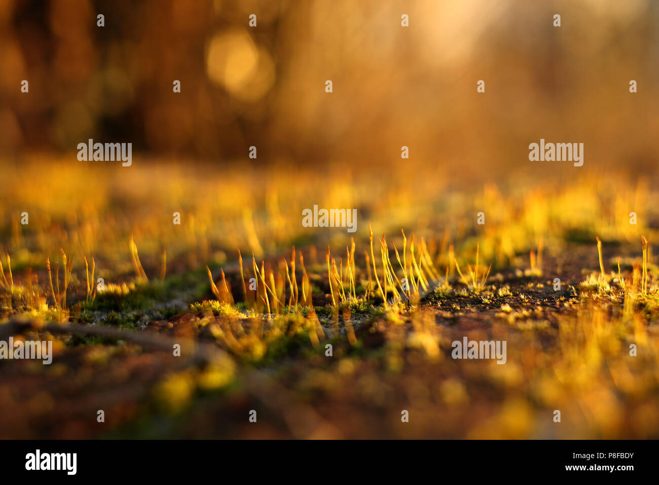 Close-up di moss al tramonto Foto Stock