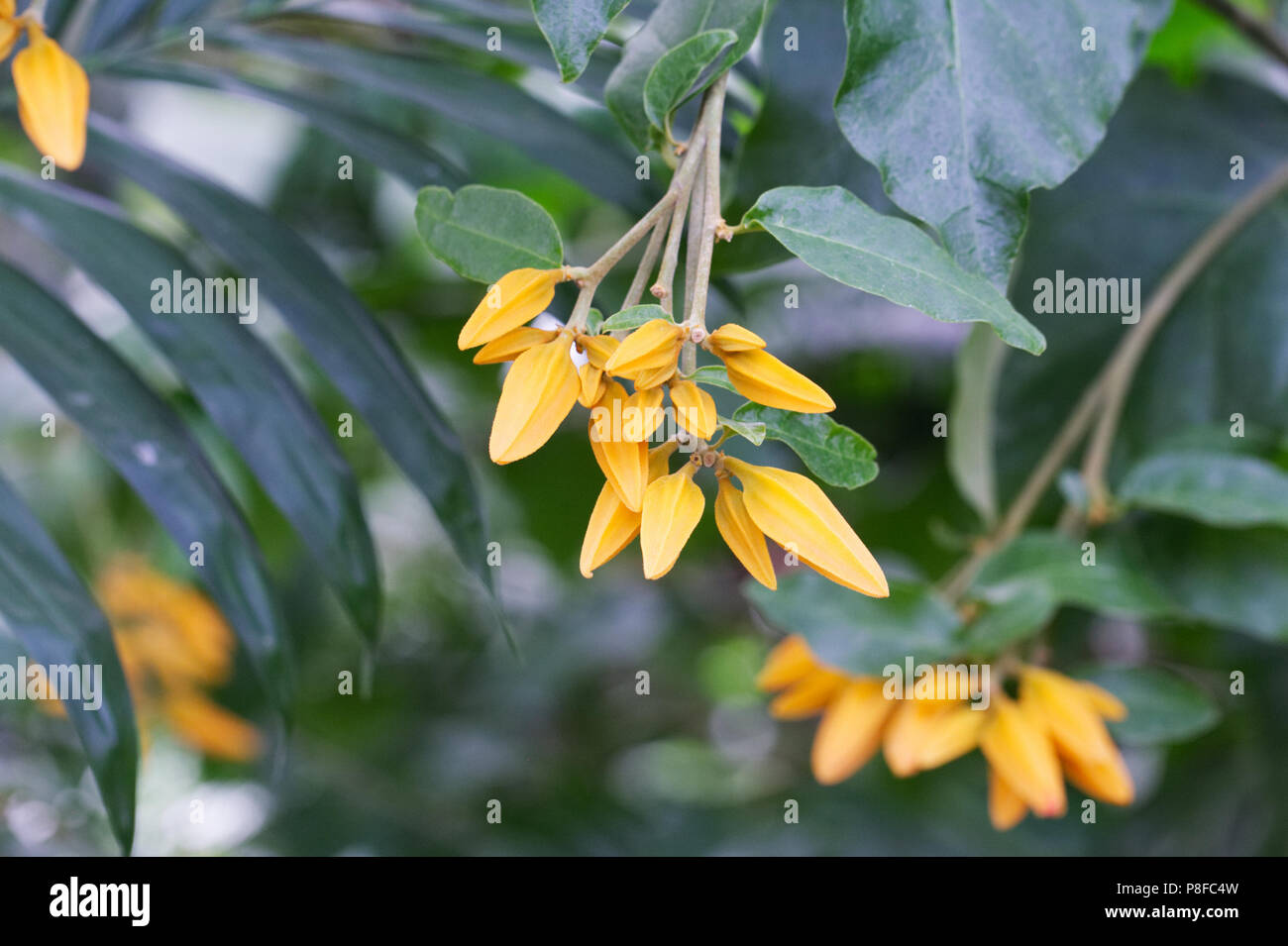 Juanulloa mexicana 'Gold Finger' fiori che crescono in un ambiente protetto. Foto Stock