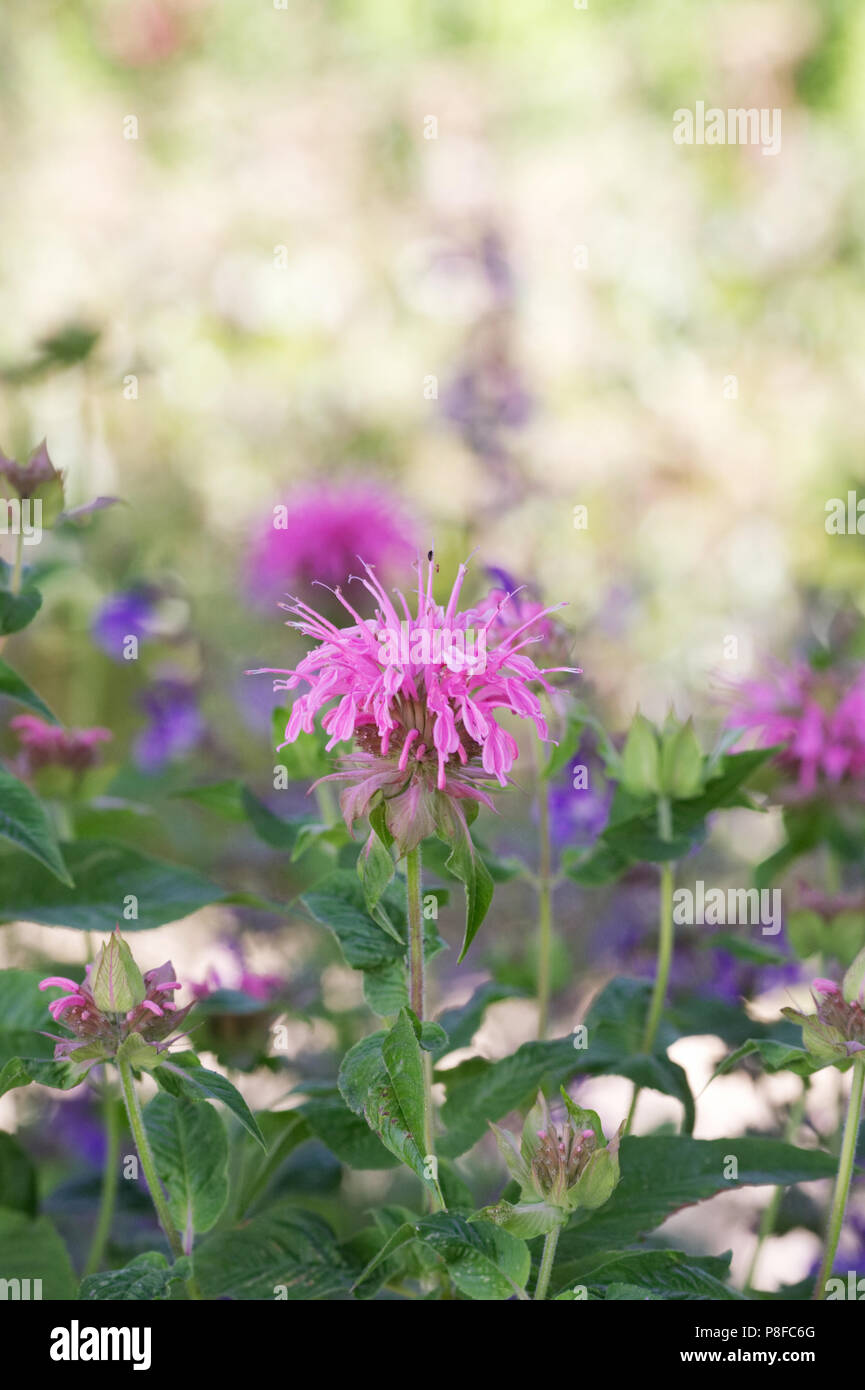 Monarda didyma. Il bergamotto fiori. Foto Stock