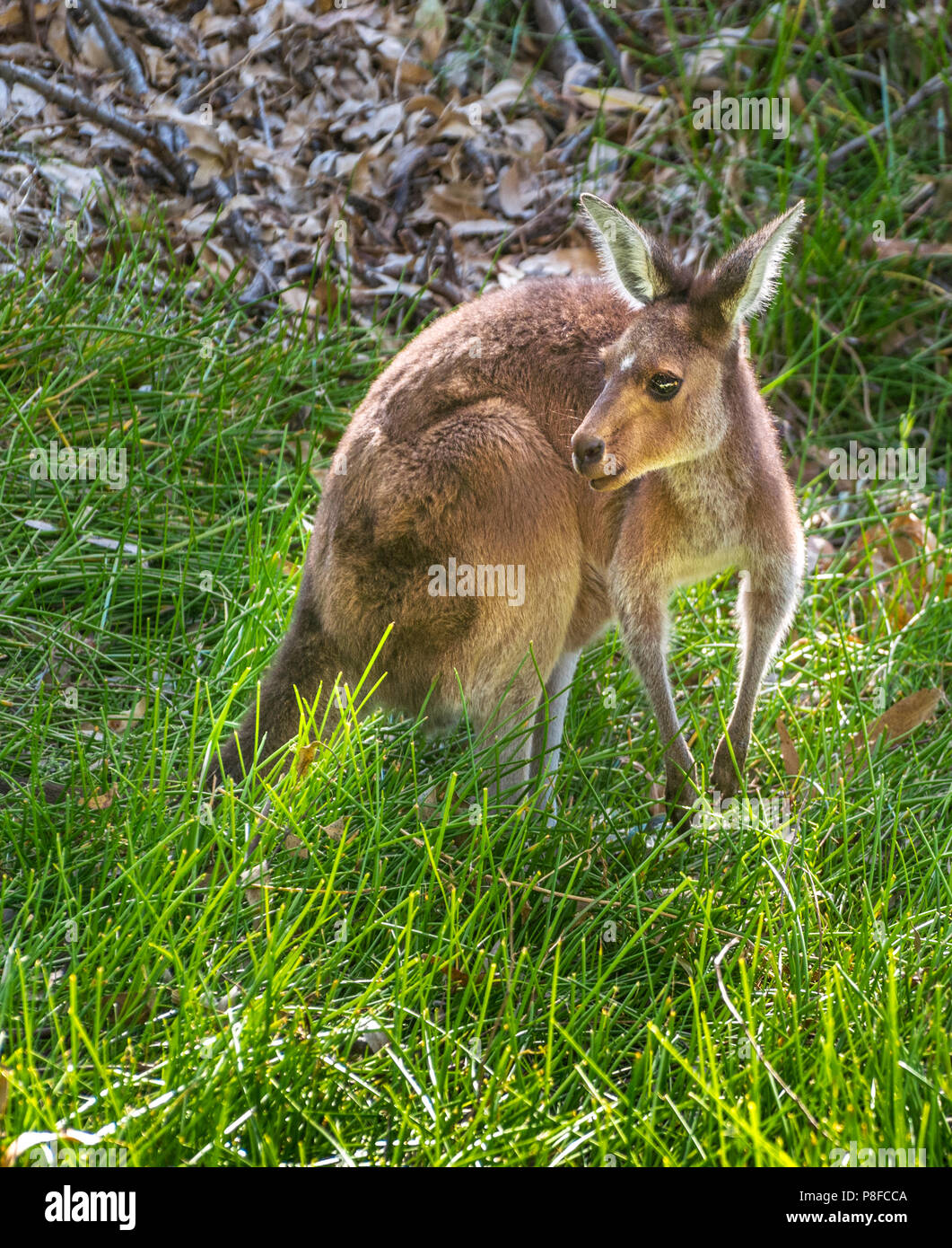Ritratto di un occidentale Canguro grigio (Macropus fuliginosus melanops), Australia Foto Stock