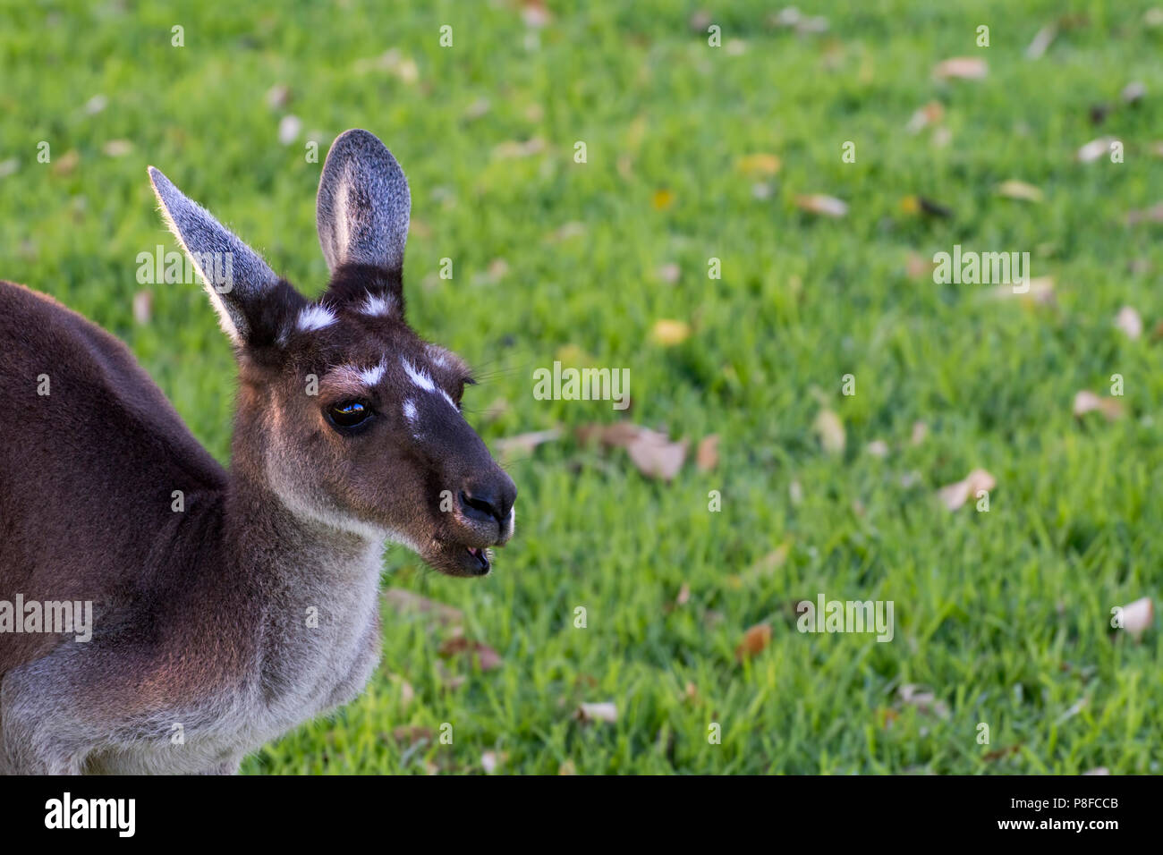 Ritratto di un occidentale Canguro grigio (Macropus fuliginosus melanops), Australia Foto Stock