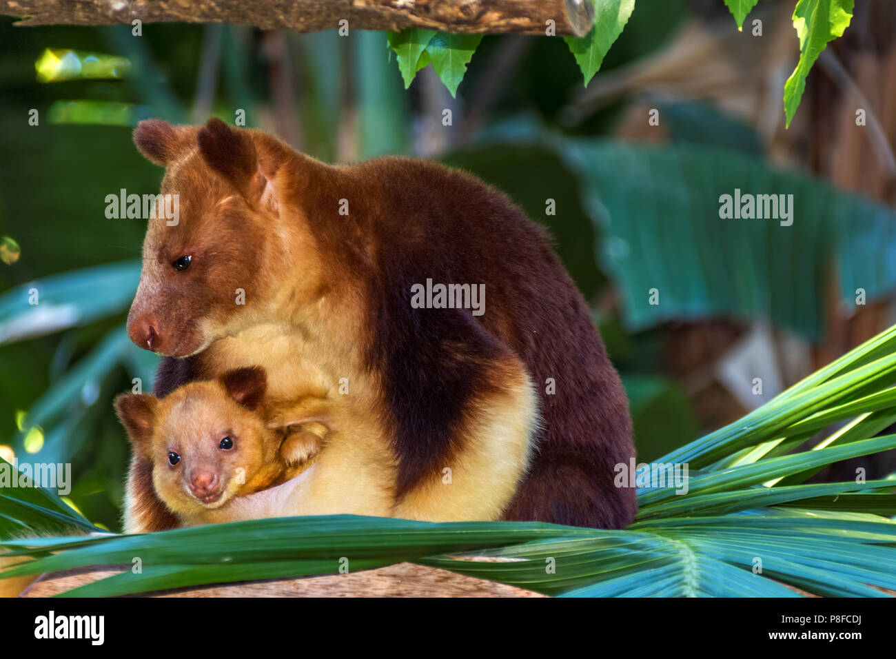 Canguri di albero che porta il suo joey, Australia Foto Stock