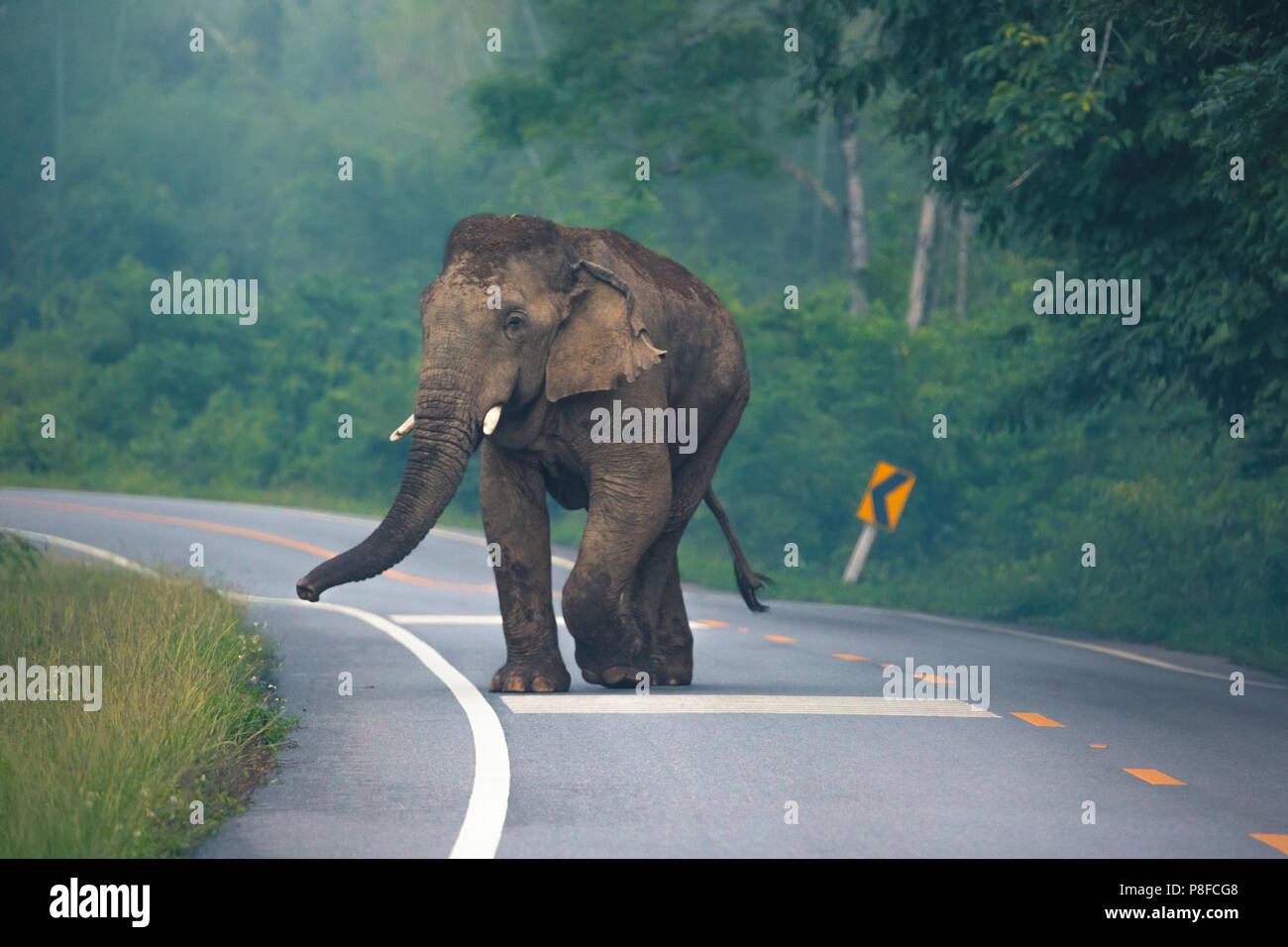 Wild elefante asiatico (Elephas maximus) attraversando la strada, Phetchaburi Provincia, Thailandia Foto Stock