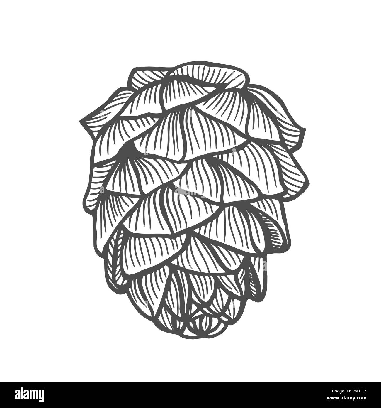 Disegnato a mano il cono di pino. Vintage illustrazione vettoriale Illustrazione Vettoriale