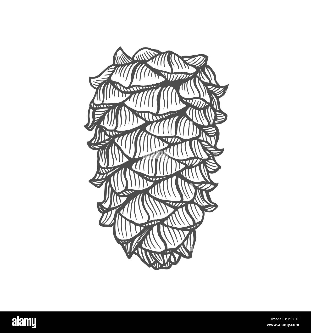 Disegnato a mano il cono di pino. Vintage illustrazione vettoriale Illustrazione Vettoriale