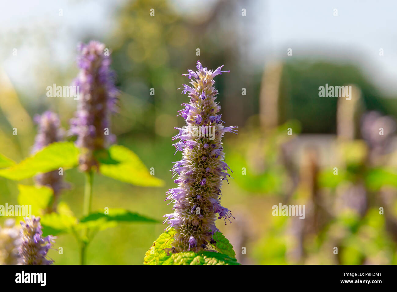 Anice fiore di issopo in un giardino botanico in una giornata di sole Foto Stock