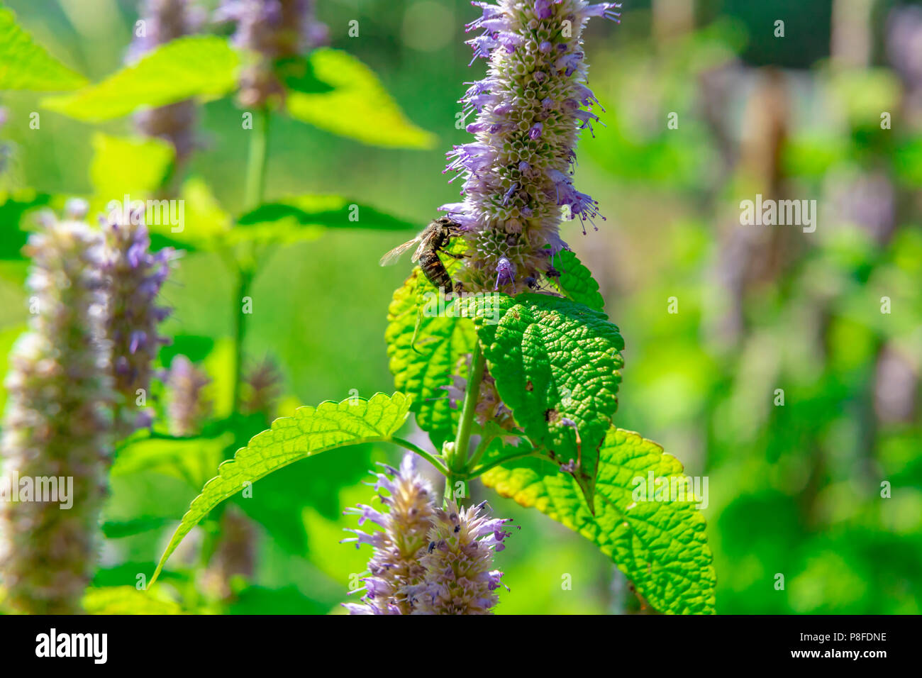 Anice fiore di issopo in un giardino botanico in una giornata di sole Foto Stock