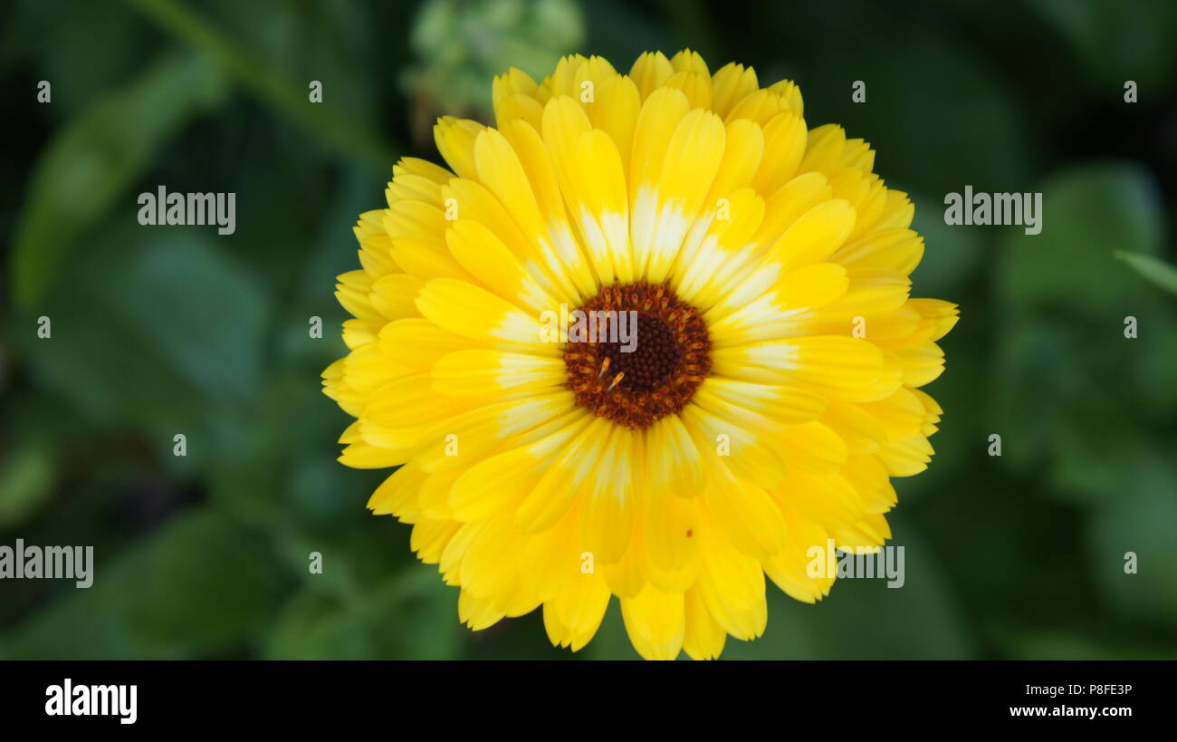 Un bellissimo fiore giallo con una centrale di raggio bianco Foto Stock