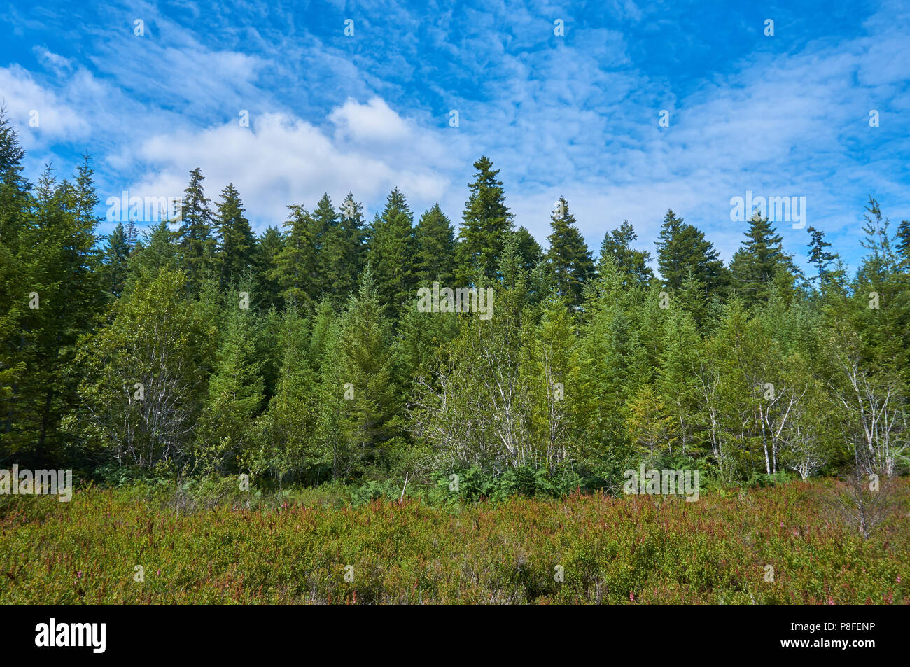Palude Foresta Sky Foto Stock