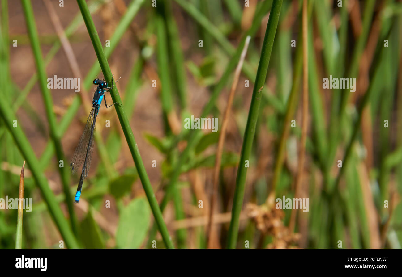 Blu e nero DragonFly sottili Foto Stock