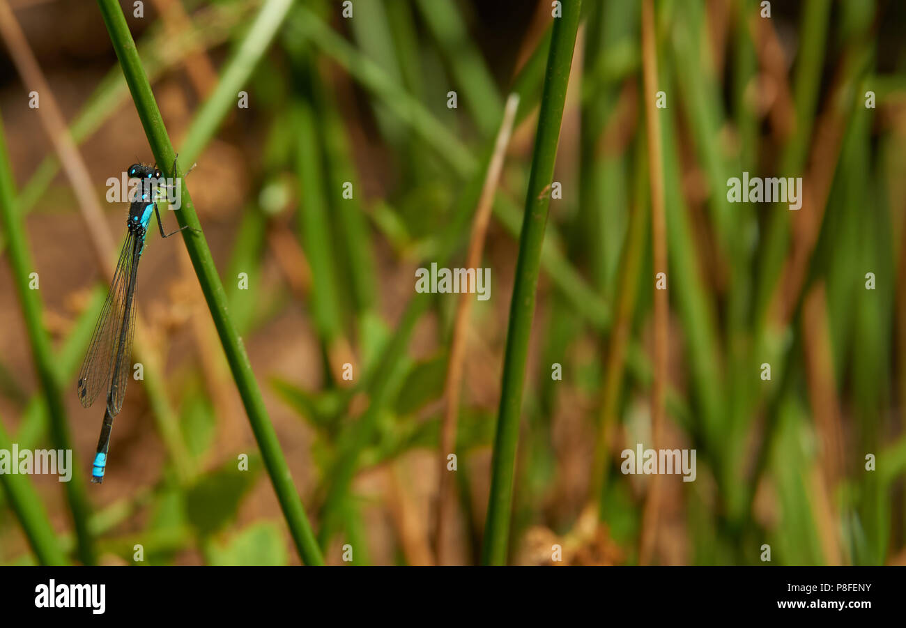 Blu e nero DragonFly sottili Foto Stock
